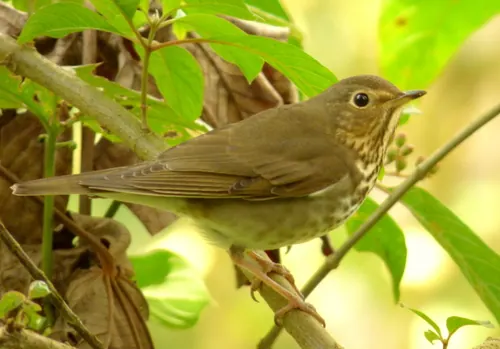 Swainson's Thrush