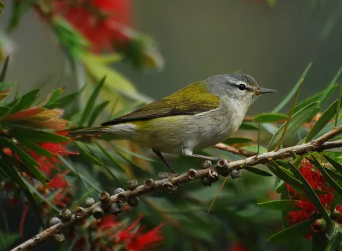 Tennessee Warbler (Leiothlypis peregrina)