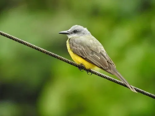 Tropical Kingbird (Tyrannus melancholicus)