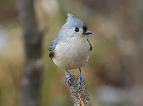 Tufted Titmouse (Baeolophus bicolor)