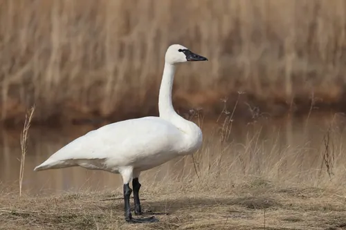 Tundra Swan (Cygnus columbianus)