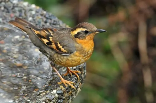 Varied Thrush (Ixoreus naevius)