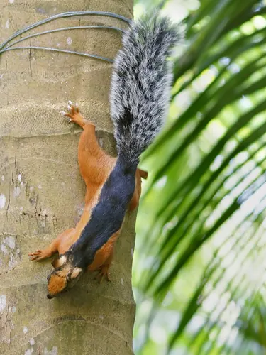 Variegated Squirrel (Sciurus variegatoides)