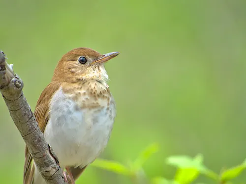 Veery (Catharus fuscescens)