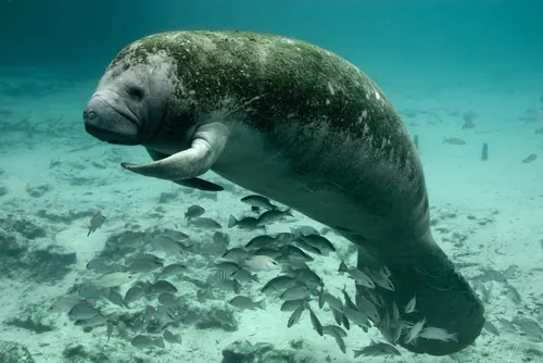 West Indian Manatee (Trichechus manatus)