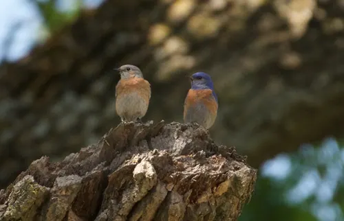 Western Bluebird