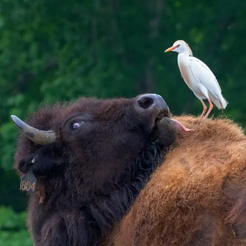 Western Cattle-Egret