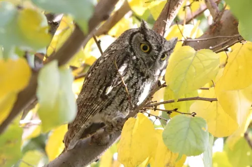 Western Screech-Owl