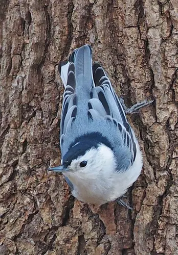 White-breasted Nuthatch (Sitta carolinensis)
