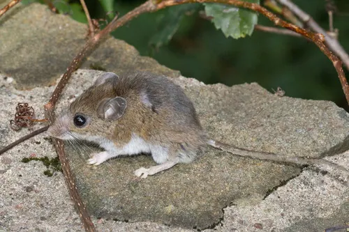 White-footed Mouse (Peromyscus leucopus)