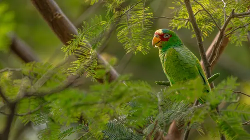 White-fronted Amazon (Amazona albifrons)
