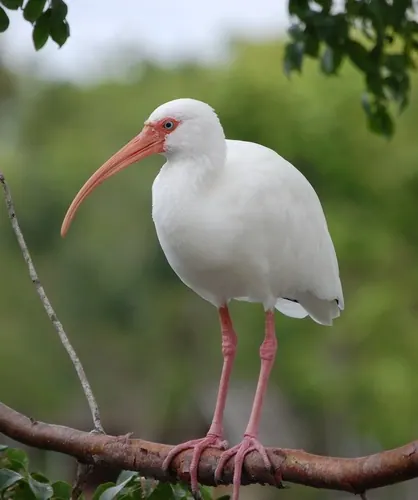 White Ibis (Eudocimus albus)