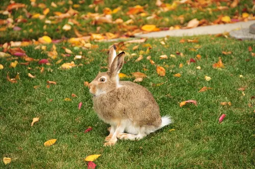 White-tailed Jackrabbit