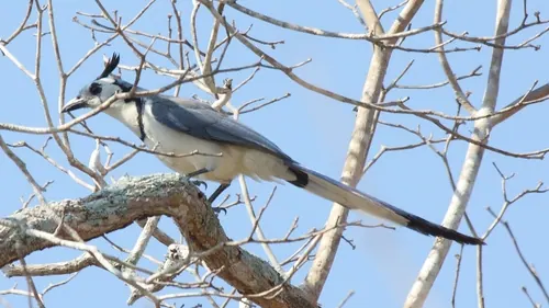 White-throated Magpie-Jay (Cyanocorax formosus)