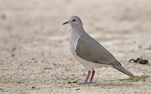 White-tipped Dove