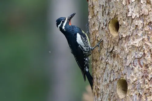 Williamson's Sapsucker (Sphyrapicus thyroideus)
