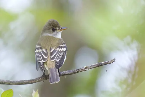 Willow Flycatcher (Empidonax traillii)