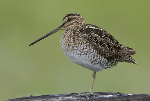 Wilson's Snipe (Gallinago delicata)