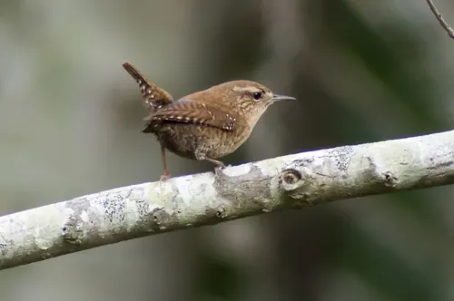 Winter Wren (Troglodytes hiemalis)