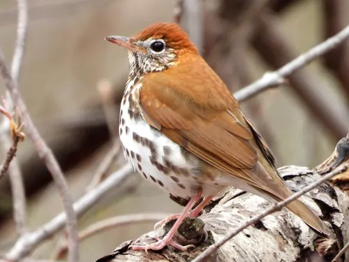 Wood Thrush