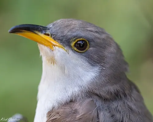 Yellow-billed Cuckoo
